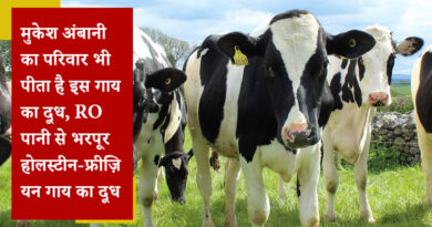 मुकेश अंबानी का परिवार भी पीता है इस गाय का दूध, RO पानी से भरपूर होलस्टीन-फ्रीज़ियन गाय का दूध